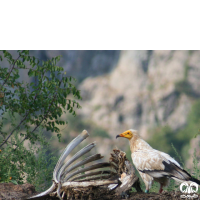 گونه کرکس مصری Egyptian Vulture